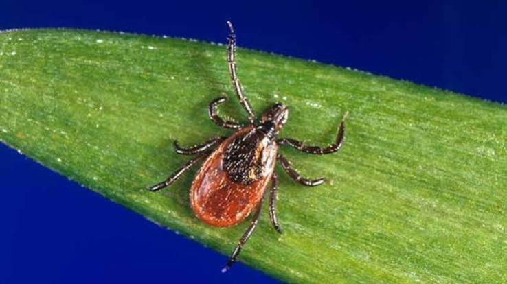 Ticks carrying Lyme disease are gaining ground in North Carolina, study finds